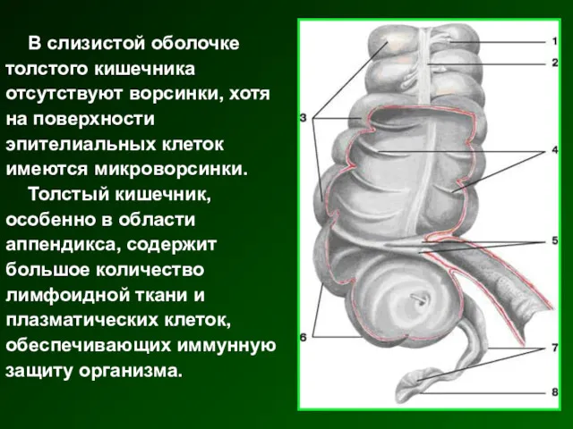 В слизистой оболочке толстого кишечника отсутствуют ворсинки, хотя на поверхности эпителиальных клеток имеются