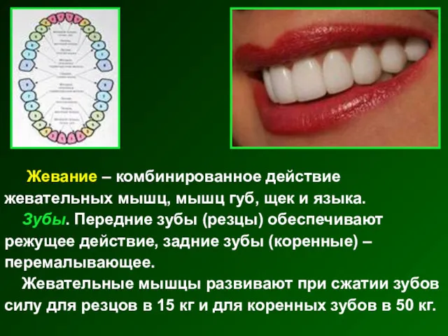 Жевание – комбинированное действие жевательных мышц, мышц губ, щек и языка. Зубы. Передние