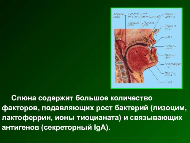 Слюна содержит большое количество факторов, подавляющих рост бактерий (лизоцим, лактоферрин, ионы тиоцианата) и