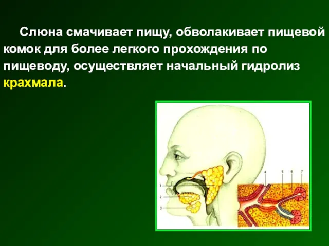 Слюна смачивает пищу, обволакивает пищевой комок для более легкого прохождения по пищеводу, осуществляет начальный гидролиз крахмала.