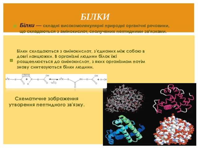 Білки — складні високомолекулярні природні органічні речовини, що складаються з