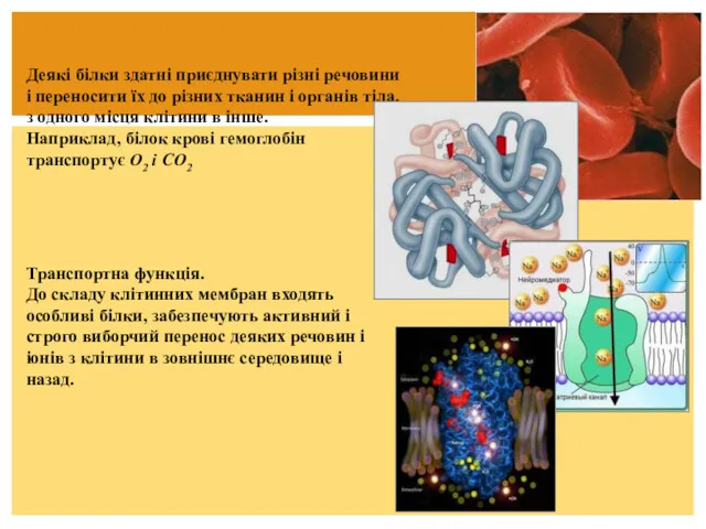 Деякі білки здатні приєднувати різні речовини і переносити їх до різних тканин і