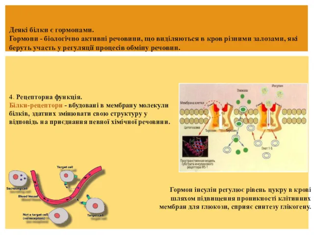 Деякі білки є гормонами. Гормони - біологічно активні речовини, що