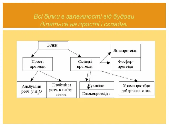 Всі білки в залежності від будови діляться на прості і складні.