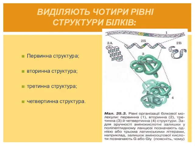 Первинна структура; вторинна структура; третинна структура; четвертинна структура. ВИДІЛЯЮТЬ ЧОТИРИ РІВНІ СТРУКТУРИ БІЛКІВ: