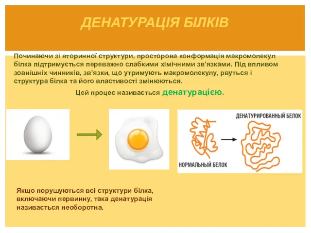 Починаючи зі вторинної структури, просторова конформація макромолекул білка підтримується переважно