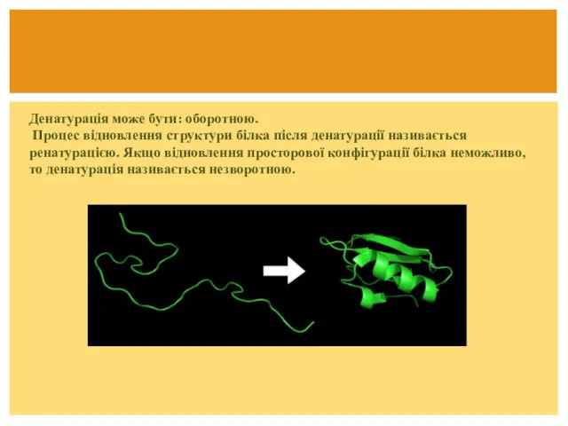 Денатурація може бути: оборотною. Процес відновлення структури білка після денатурації називається ренатурацією. Якщо