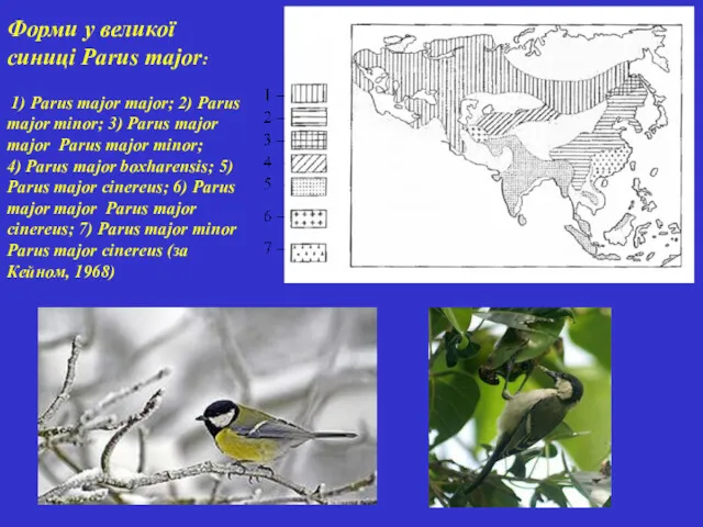 Форми у великої синиці Parus major: 1) Parus major major; 2) Parus major