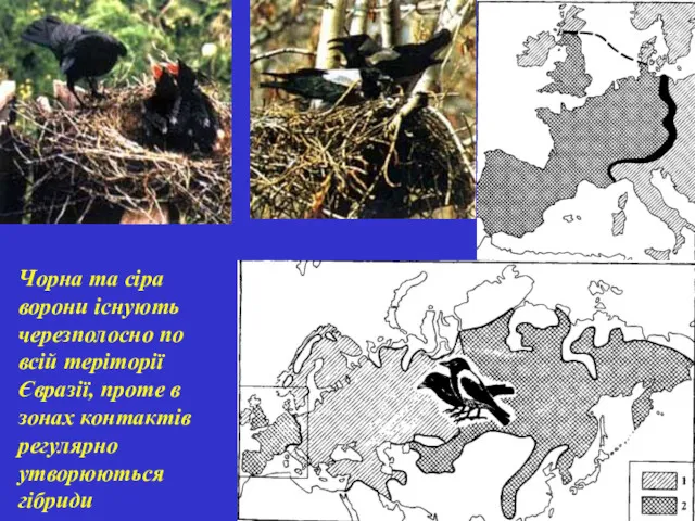 Чорна та сіра ворони існують черезполосно по всій теріторії Євразії, проте в зонах