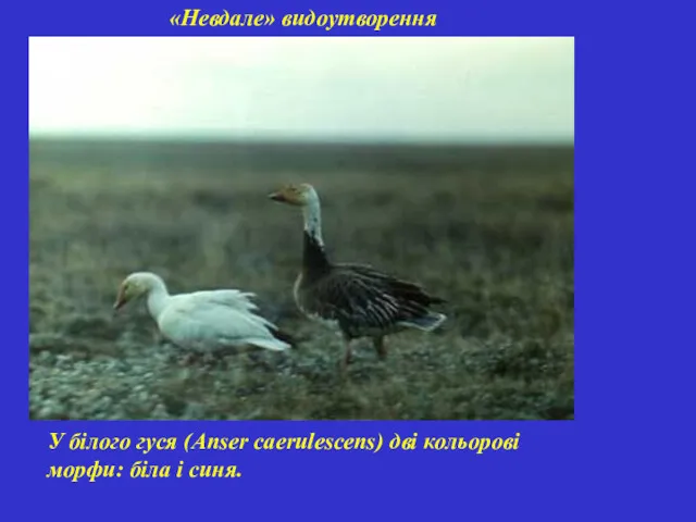 «Невдале» видоутворення У білого гуся (Anser caerulescens) дві кольорові морфи: біла і синя.