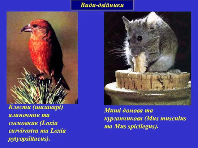 Види-двійники Клести (шишкарі) ялиночник та сосновник (Loxia curvirostra та Loxia pytyopsittacus). Миші домова