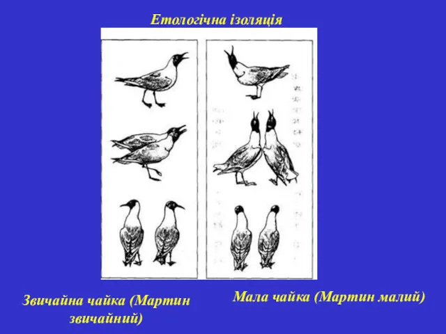 Етологічна ізоляція Звичайна чайка (Мартин звичайний) Мала чайка (Мартин малий)