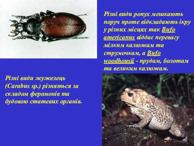 Різні види жужелець (Carabus sp.) різняться за складом феромонів та будовою статевих органів.