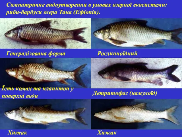 Симпатричне видоутворення в умовах озерної екосистеми: риби-барбуси озера Тана (Ефіопія). Генералізована форма Їсть