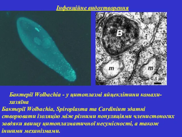 Інфекційне видоутворення Бактерії Wolbachia - у цитоплазмі яйцеклітини комахи-хазяїна Бактерії Wolbachia, Spiroplasma та