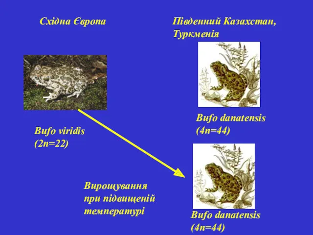Bufo viridis (2п=22) Bufo danatensis (4п=44) Східна Європа Південний Казахстан, Туркменія