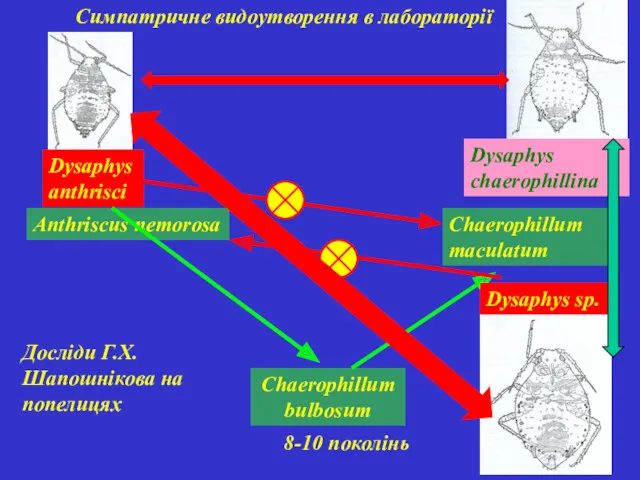 Симпатричне видоутворення в лабораторії Anthriscus nemorosa Chaerophillum bulbosum Chaerophillum maculatum Dysaphys anthrisci 8-10