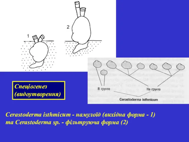 Cerastoderma isthmicum - намулоїд (вихідна форма - 1) та Cerastoderma sp. - фільтруюча