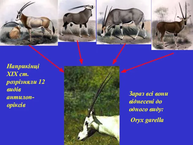Наприкінці ХІХ ст. розрізняли 12 видів антилоп-оріксів Зараз всі вони віднесені до одного виду: Oryx garella