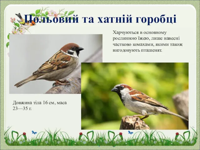 Польовий та хатній горобці Довжина тіла 16 см, маса 23—35