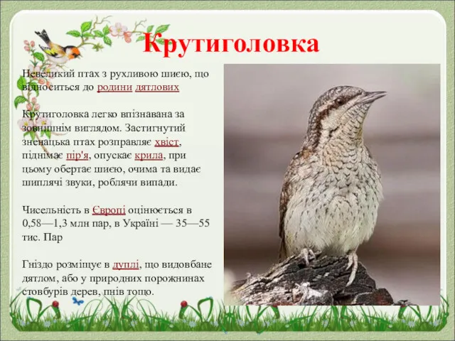 Крутиголовка Невеликий птах з рухливою шиєю, що відноситься до родини