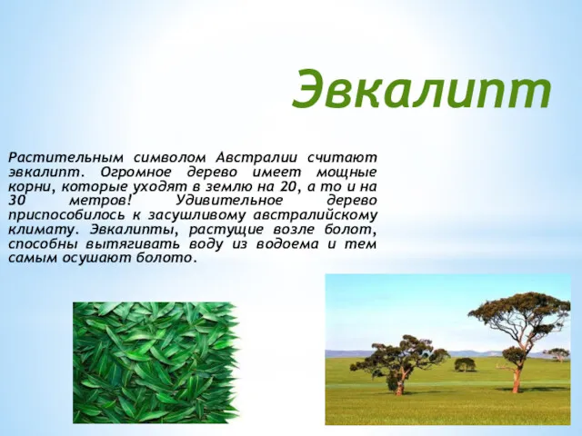Растительным символом Австралии считают эвкалипт. Огромное дерево имеет мощные корни,