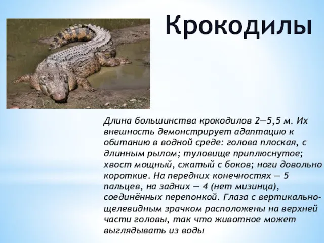 Крокодилы Длина большинства крокодилов 2—5,5 м. Их внешность демонстрирует адаптацию