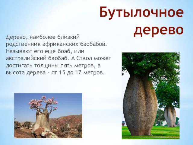 Бутылочное дерево Дерево, наиболее близкий родственник африканских баобабов. Называют его