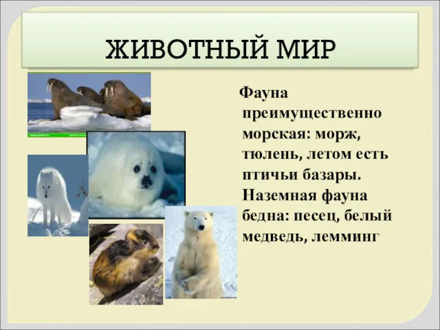 ЖИВОТНЫЙ МИР Фауна преимущественно морская: морж, тюлень, летом есть птичьи