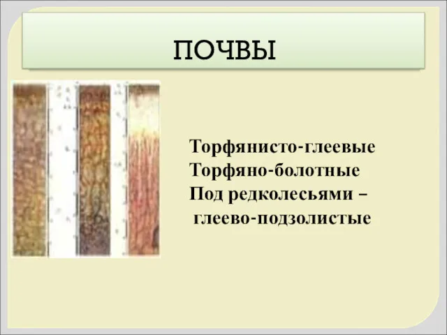 ПОЧВЫ Торфянисто-глеевые Торфяно-болотные Под редколесьями – глеево-подзолистые