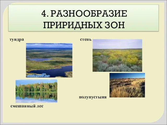 4. РАЗНООБРАЗИЕ ПРИРИДНЫХ ЗОН тундра степь полупустыня смешанный лес