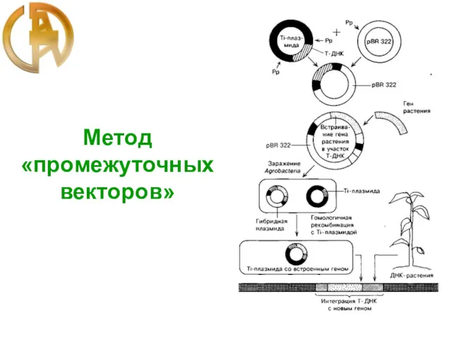 Метод «промежуточных векторов»