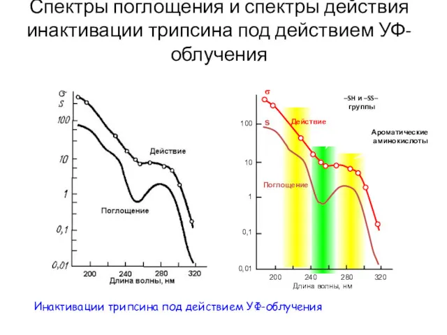 Спектры поглощения и спектры действия инактивации трипсина под действием УФ-облучения