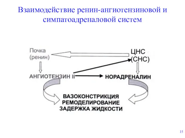 Взаимодействие ренин-ангиотензиновой и симпатоадреналовой систем