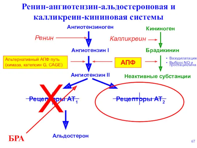 Ангиотензиноген Ангиотензин I Ангиотензин II Ренин АПФ Брадикинин Неактивные субстанции