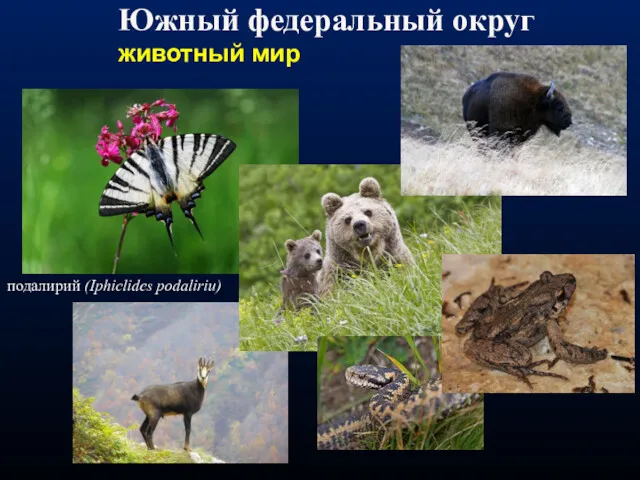 Южный федеральный округ животный мир подалирий (Iphiclides podaliriu)