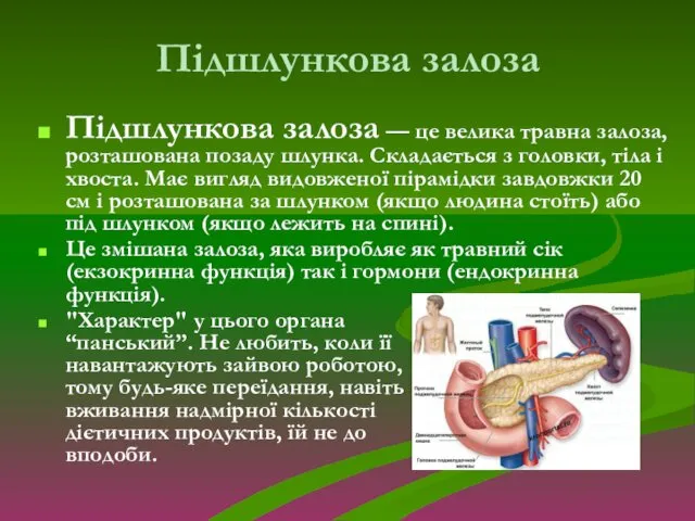 Підшлункова залоза Підшлункова залоза — це велика травна залоза, розташована