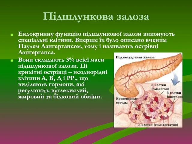 Підшлункова залоза Ендокринну функцію підшлункової залози виконують спеціальні клітини. Вперше