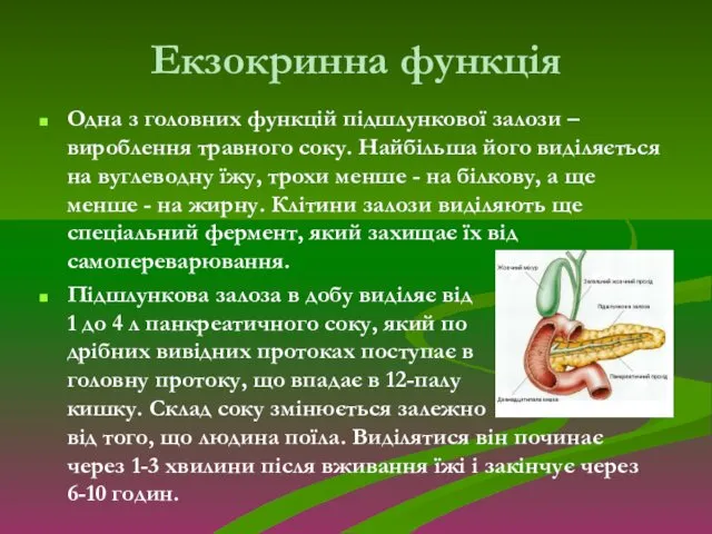 Екзокринна функція Одна з головних функцій підшлункової залози – вироблення