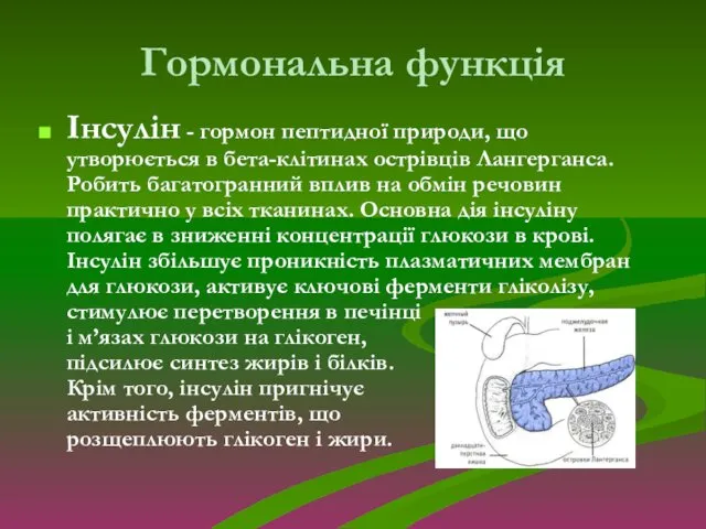 Гормональна функція Інсулін - гормон пептидної природи, що утворюється в