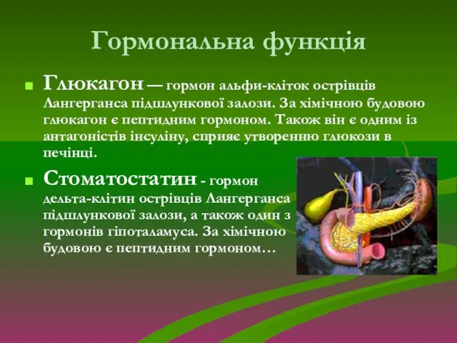 Гормональна функція Глюкагон — гормон альфи-кліток острівців Лангерганса підшлункової залози.