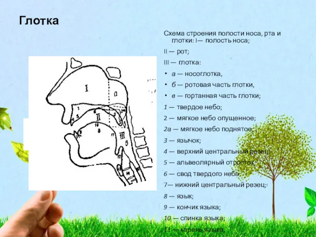 Глотка Схема строения полости носа, рта и глотки: I— полость носа; II —