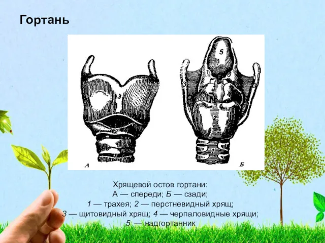Гортань Хрящевой остов гортани: А — спереди; Б — сзади; 1 — трахея;