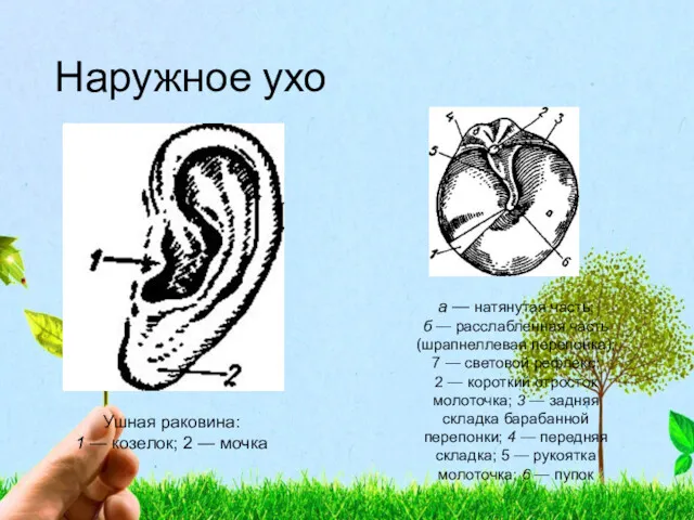Наружное ухо Ушная раковина: 1 — козелок; 2 — мочка а — натянутая