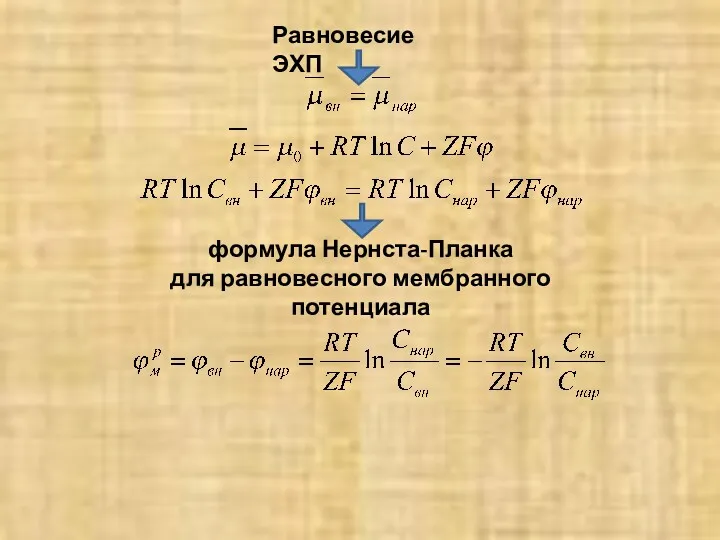 Равновесие ЭХП формула Нернста-Планка для равновесного мембранного потенциала