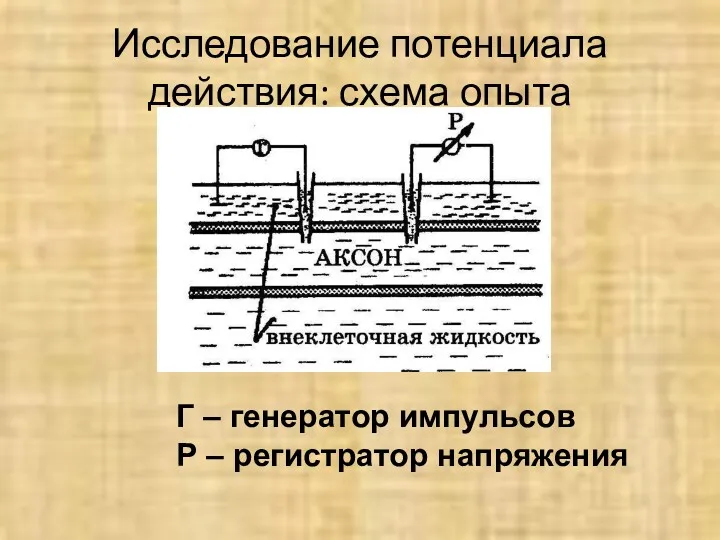 Исследование потенциала действия: схема опыта Г – генератор импульсов Р – регистратор напряжения