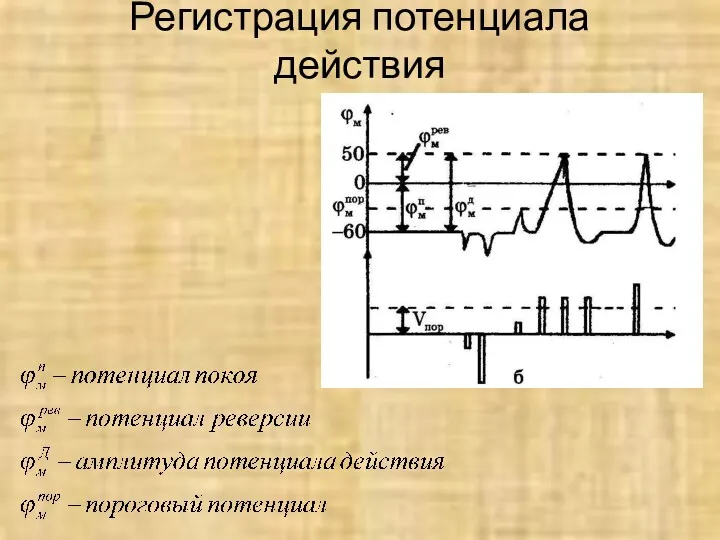 Регистрация потенциала действия