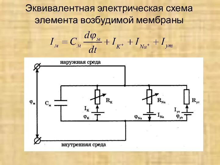 Эквивалентная электрическая схема элемента возбудимой мембраны