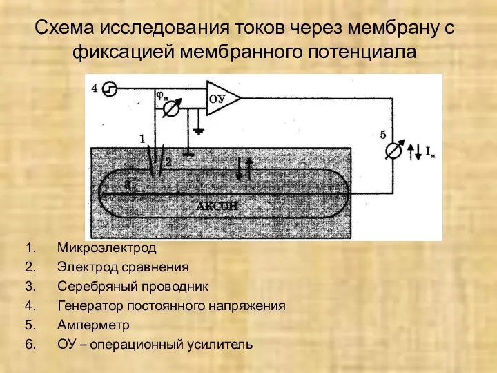 Схема исследования токов через мембрану с фиксацией мембранного потенциала Микроэлектрод