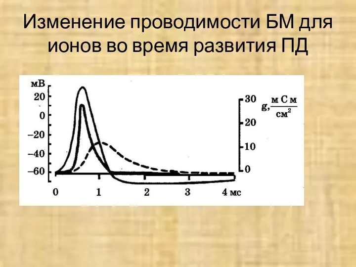 Изменение проводимости БМ для ионов во время развития ПД